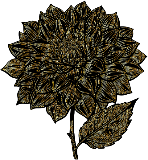 dahlia-flower-plant-decorative-8764334