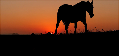 sunset-animal-horse-prairie-nature-4726459
