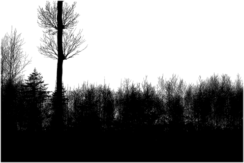 forest-trees-silhouette-branches-5786141