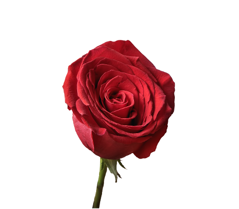 flower-rose-rose-bloom-red-noble-4274080