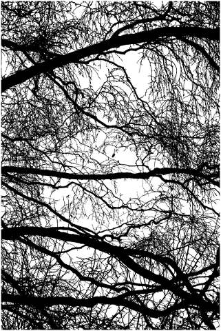 forest-trees-silhouette-branches-5161261