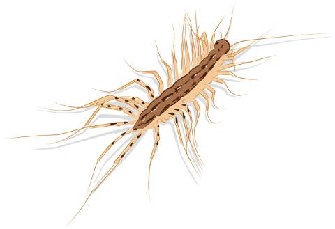 scolopendra-centipede-animal-5796571