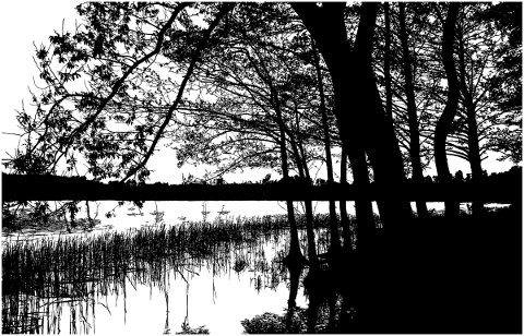 forest-trees-silhouette-lake-5165097