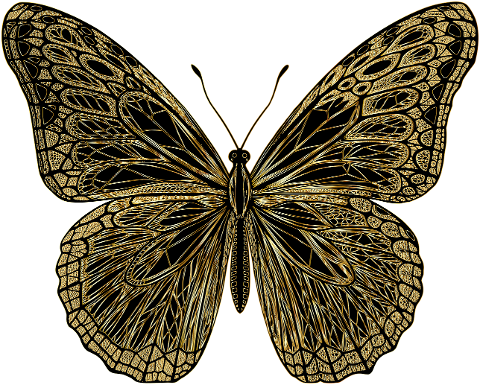 butterfly-insect-animal-flourish-9574670