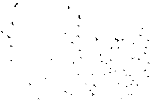 birds-flying-silhouette-flock-5756740