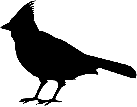 silhouette-bird-nature-dark-4535333