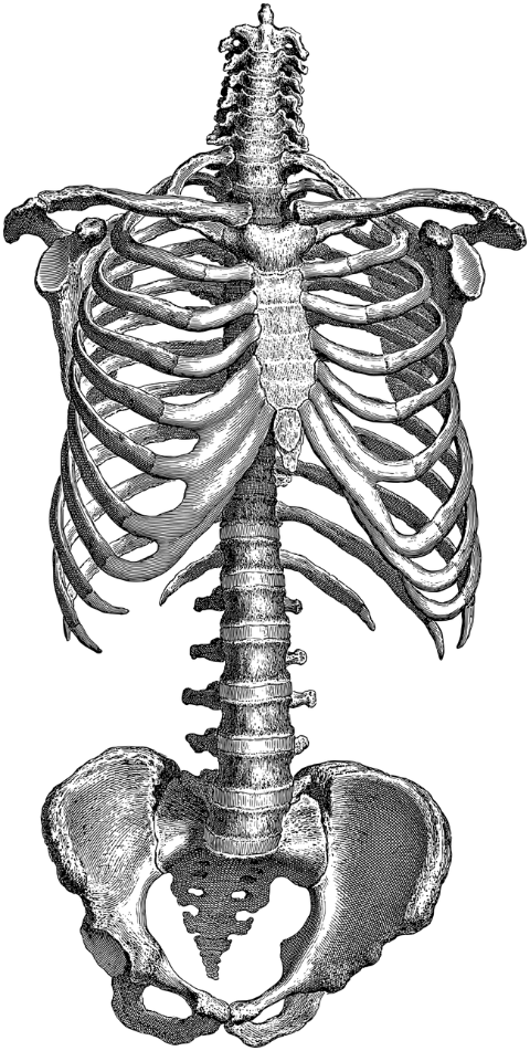 torso-ribcage-bones-skeleton-7156353