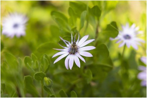 flower-bee-daisy-spring-plant-6054152