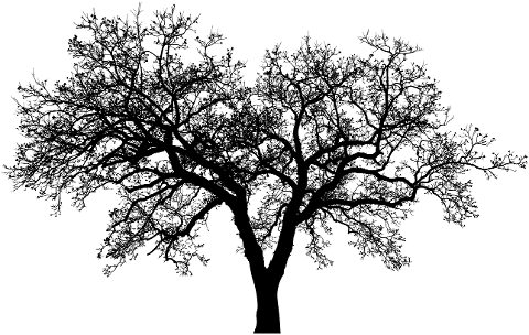 tree-branches-silhouette-trunk-6091166