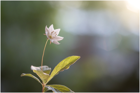 flower-forest-sun-spring-nature-4825292