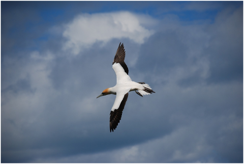 garnet-flying-sky-seagull-wing-5132041