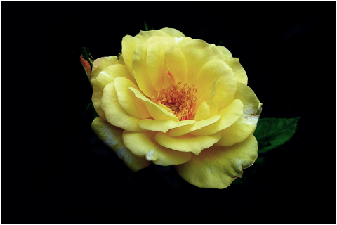 rose-flower-plant-beauty-garden-4787789