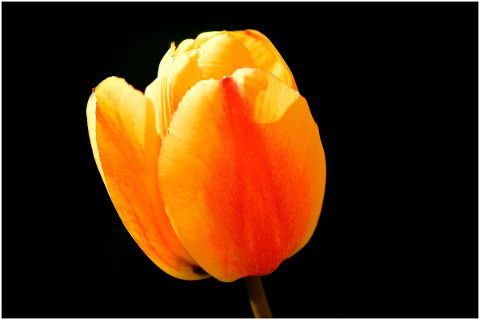 tulip-yellow-red-blossom-bloom-4865346