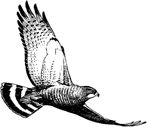 broad-winged-hawk-hawk-bird-of-prey-4970984