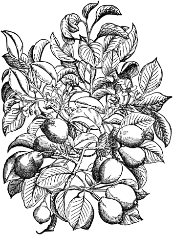 flowers-plant-fruit-peach-line-art-5597115