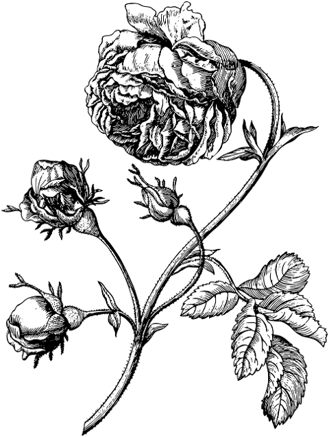 rose-flower-sketch-line-art-7136869