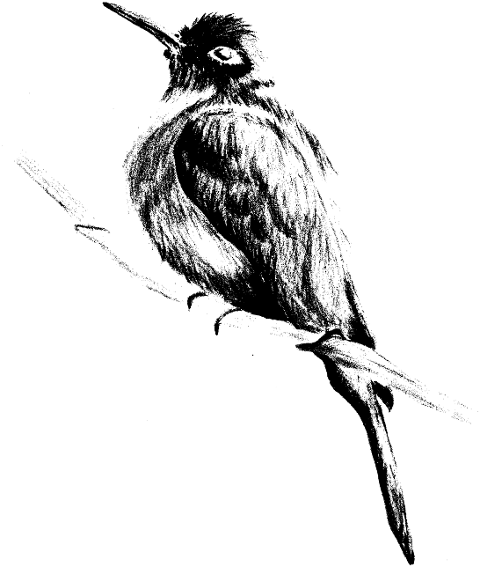 black-bird-contour-hand-painted-7501329