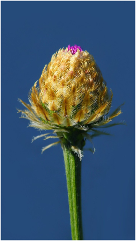 cornflower-garden-plant-flora-5215280