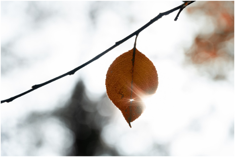 autumn-leaves-nature-october-red-5112973