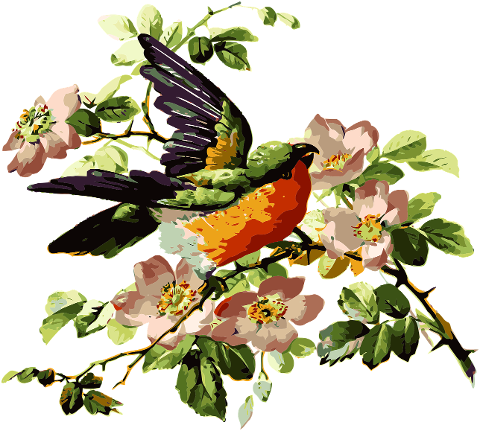 nature-bird-parrot-flowers-drawing-6801520