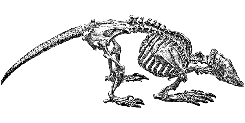 armadillo-skeleton-bones-line-art-7166247
