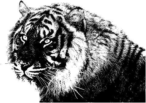 tiger-animal-feline-mammal-7485956