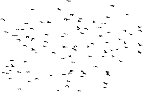 birds-flock-animals-silhouette-8678108