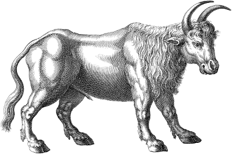 ox-cattle-bovine-animal-line-art-5921186