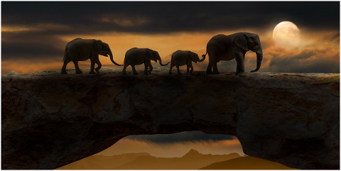 elephants-animals-bridge-mammals-5661842
