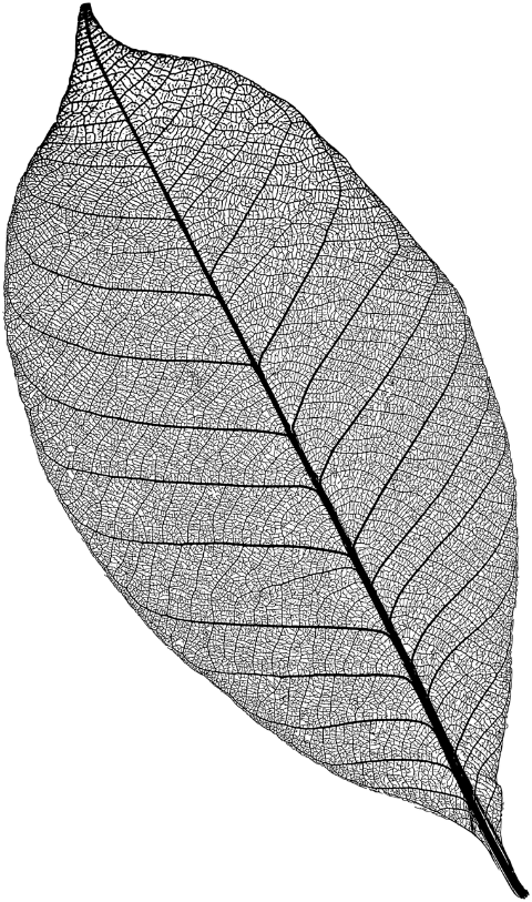 leaf-plant-line-art-nature-ecology-7175230