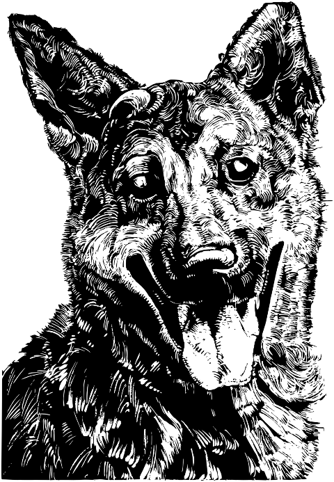german-shepherd-dog-animal-canine-7452290