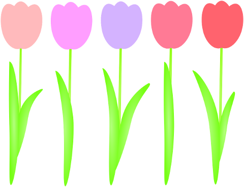 tulips-flowers-spring-tulip-7031667