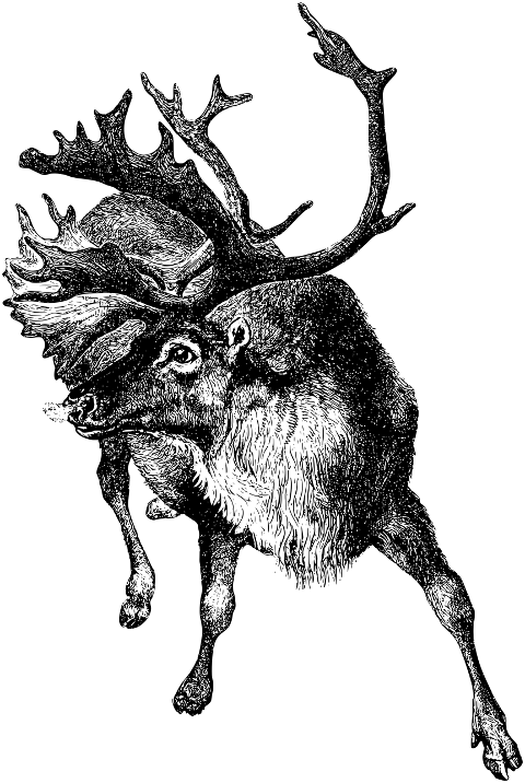 stag-deer-reindeer-antlers-animal-7148298