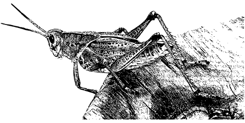 grasshopper-insect-drawing-nature-7485926