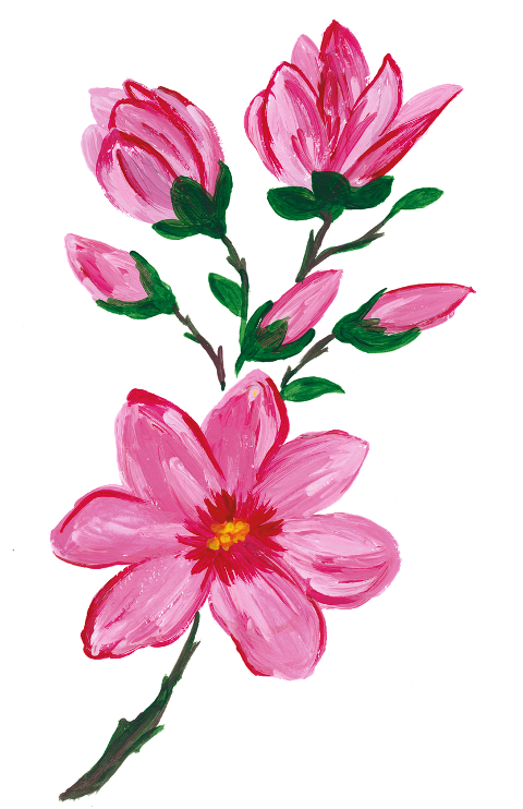 magnolia-spring-spring-flower-6241806