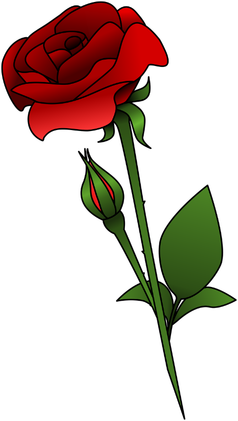 roses-flowers-single-rose-red-rose-9515900