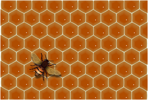 bee-insect-entomology-beehive-6527341