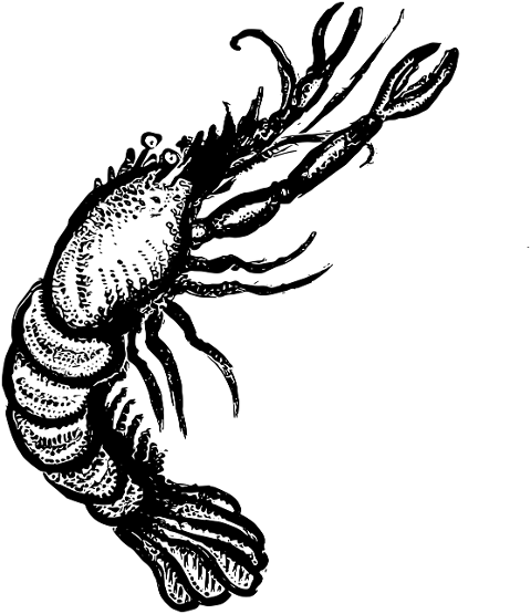 sea-lobster-folklore-design-6967124