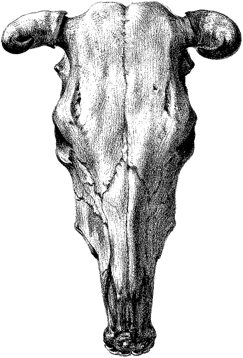 cow-skull-bull-animal-line-art-7156307