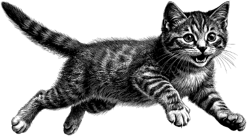 animal-cat-mammal-cutout-kitten-8836739