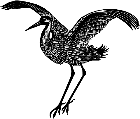 bird-avian-drawing-cutout-6780231