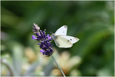 butterfly-insect-flower-animal-6115088