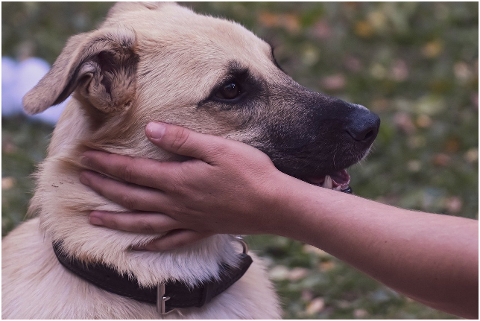 dog-pet-hand-petting-animal-6054052