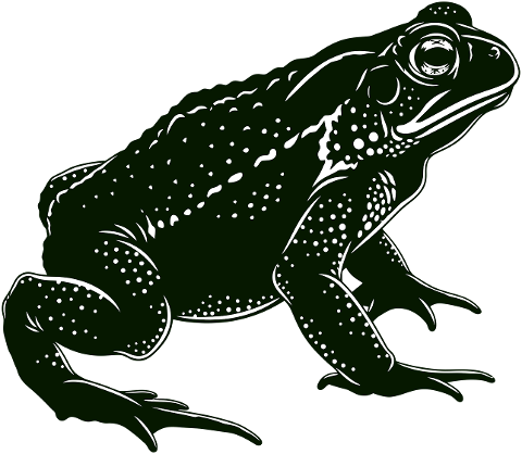 toad-realistic-amphibian-texture-9935067