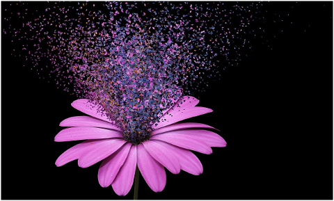 dispersion-flower-effect-flora-6184855
