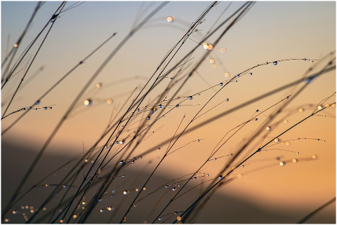 grass-dew-sunrise-dewdrops-5999566