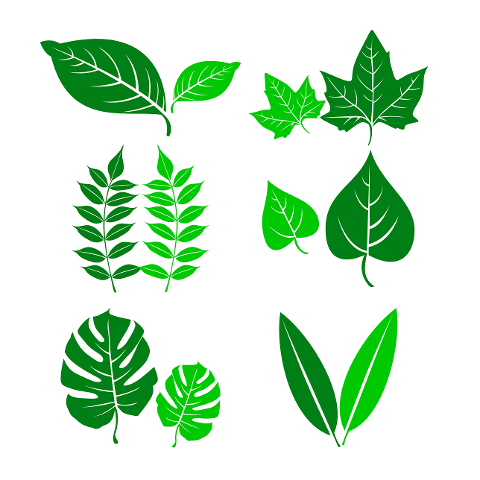 leaves-plant-botany-assortment-7071698