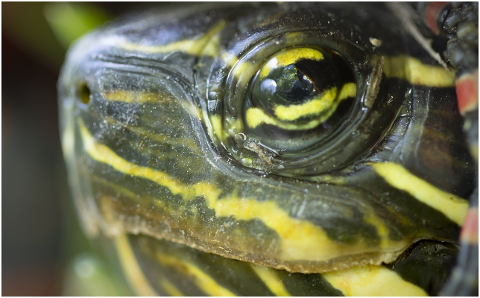 painted-turtle-turtle-eye-reflection-8135087