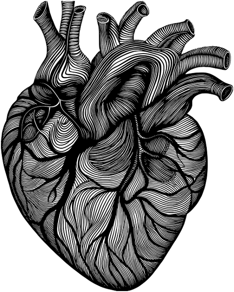 heart-organ-line-art-biology-8764396