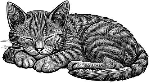 cat-animal-sleeping-cute-feline-9059904
